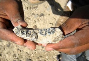 2.8 million years old jawbone found in Ethiopia