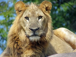 African_lion,_Seneca_Park_Zoo